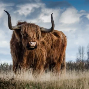 ToF Behang Schotse hooglander in veld