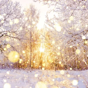 ToF Fotobehang winter sneeuw bomen met zon