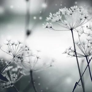 ToF Fotobehang winter bevroren bloem