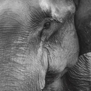 ToF Behang zwart-wit close-up kop olifant met nadruk op oog