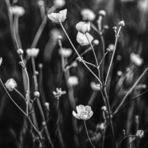 ToF Fotobehang zwart-wit bloemen