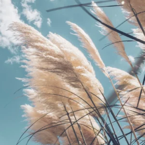 ToF Behang natuur gras met lucht op de achtergrond