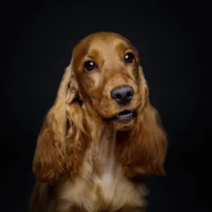ToF Behang hond close-up Engelse cocker spaniël