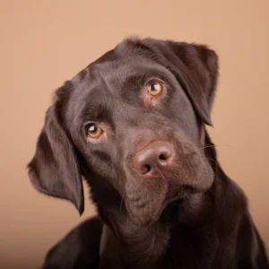 ToF Behang hond close-up labrador retriever