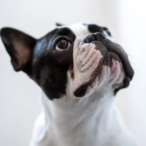 ToF Behang hond close-up zwart-witte Franse buldog