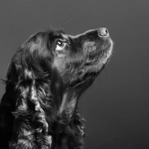 ToF Behang hond Engelse cocker spaniël in zwart-wit