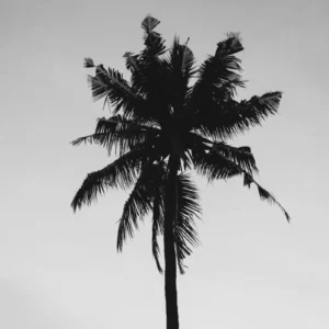 ToF Fotobehang zwart-wit palmboom in Indonesië