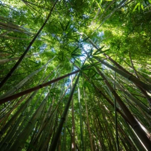 ToF Behang jungle bamboebomen