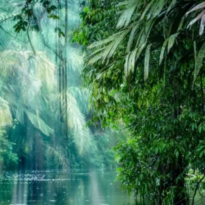 ToF Behang jungle met water- en lichtinval