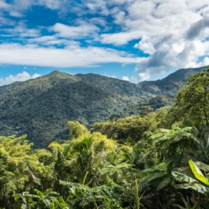 ToF Behang bergen in de jungle