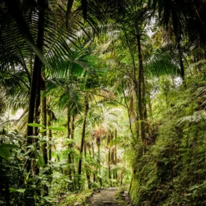 ToF Behang jungle met doorloop