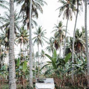 ToF Behang jungle met witte auto
