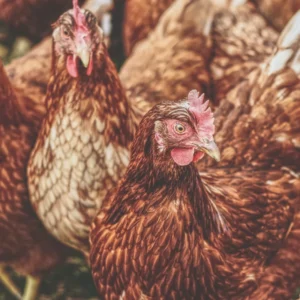 ToF Behang boerderijdieren meerdere kippen