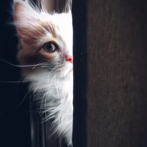 ToF Behang poes wit met rood langharig kitten dat om gordijn kijkt