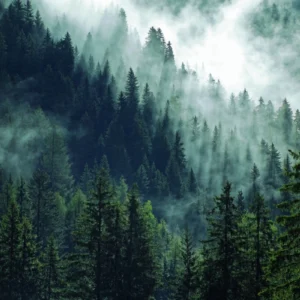 ToF Behang bos met dennenbomen in de mist