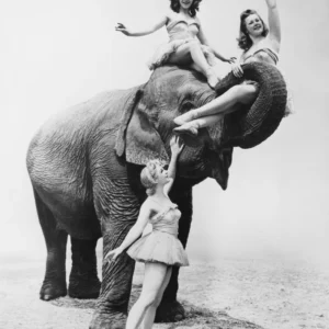 ToF Behang olifanten zwart-wit foto van olifant met drie vrouwen in circusstijl