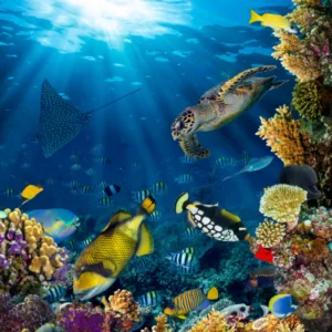 ToF Behang onder water dieren en planten