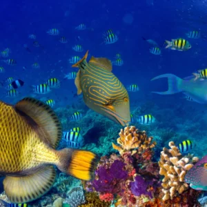 ToF Behang onder water dieren met koraal