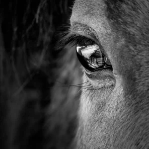 ToF Fotobehang paard, close-up van een oog in zwart-wit