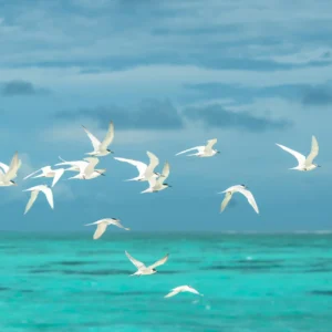 ToF Behang vogels vliegende zwerm witte meeuwen