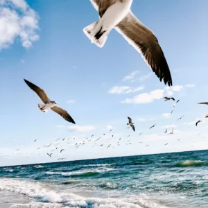 ToF Behang dier meeuwen vliegend over strand