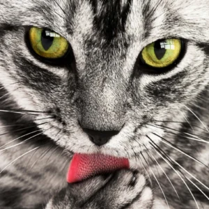 ToF Behang poes close-up zwart-wit gestreepte kat die poot wast