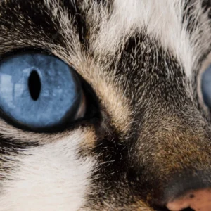 ToF Behang poes close-up van wit en bruin gevlekte kat met blauwe ogen