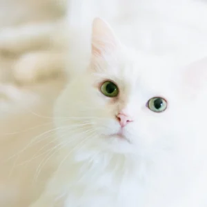 ToF Behang poes wit langharig met groene ogen
