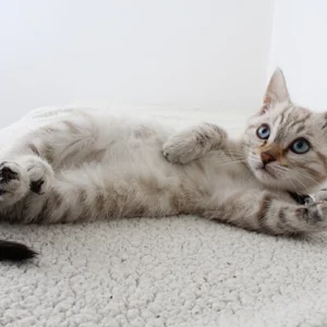 ToF Fotobehang kat bruin, grijs & zwart gestreept kitten