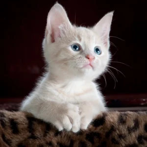 ToF Behang kat wit-bruin gestreept kitten met blauwe ogen