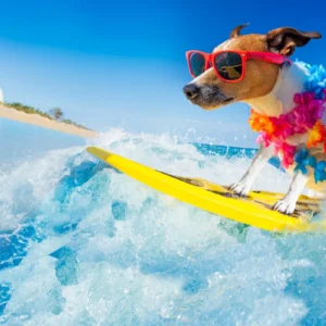 ToF Behang sport Jack Russell hond surft op een golf