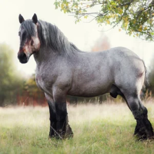 ToF Fotobehang paard Belgisch trekpaard in een wei