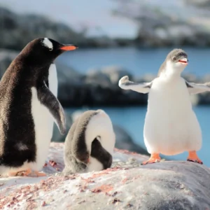 ToF Behang dier schattige pinguïns