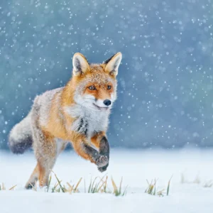 ToF Behang dier vos in sneeuw