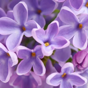ToF Behang bloemen in paars