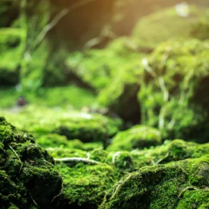ToF Fotobehang jungle groen mos
