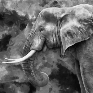 ToF Behang olifant getekend in zwart-wit