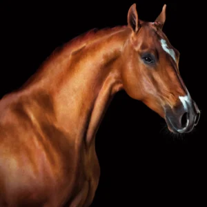 ToF Fotobehang paard close-up met zwarte achtergrond