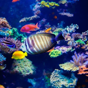 ToF Fotobehang onder water blauwe vis