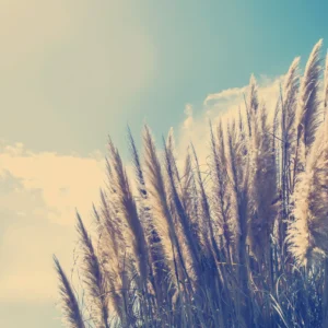 ToF Behang natuur gras met prachtige lucht