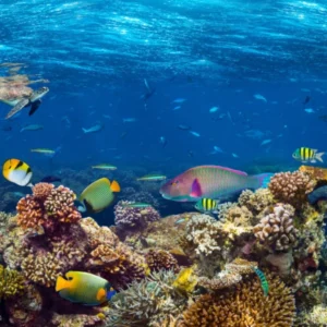 ToF Behang onder water onderwaterwereld
