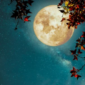 ToF Behang herfst esdoorn in herfstseizoen met volle maan
