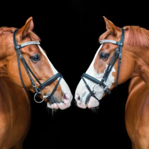 Tof Fotobehang paarden die elkaar aankijken