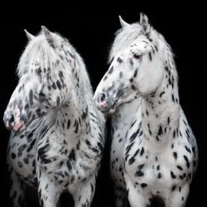 ToF Fotobehang paard portret van twee Appaloosa paarden
