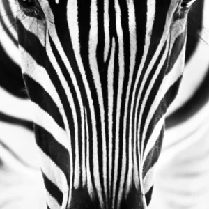 ToF Behang dier close-up zebra zwart-wit