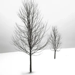 ToF Fotobehang zwart-wit twee kale bomen in de sneeuw