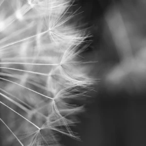ToF Fotobehang zwart-wit paardenbloem